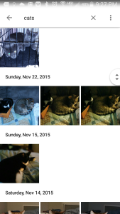 Cat search in Google Photos app